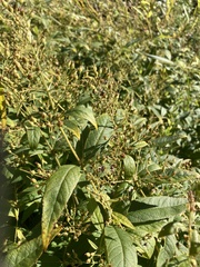 Lysimachia vulgaris