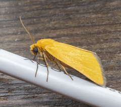 Eulithosia composita