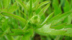 Ranunculus pensylvanicus
