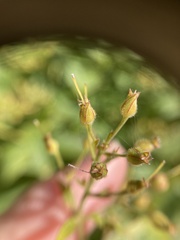 Lysimachia vulgaris