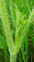 Ranunculus pensylvanicus
