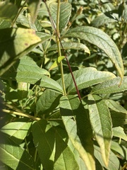 Lysimachia vulgaris