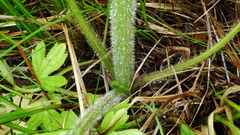 Ranunculus pensylvanicus