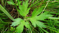Ranunculus pensylvanicus
