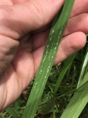 Thripsaphis foxtonensis