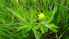 Ranunculus pensylvanicus
