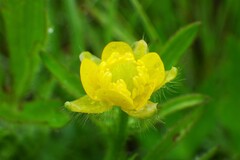Ranunculus pensylvanicus