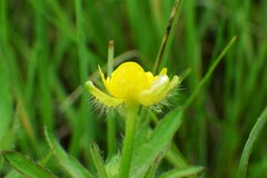 Ranunculus pensylvanicus