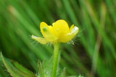 Ranunculus pensylvanicus