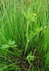 Ranunculus pensylvanicus