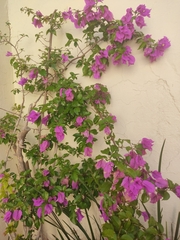 Bougainvillea