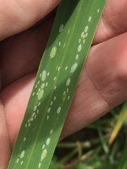 Thripsaphis foxtonensis