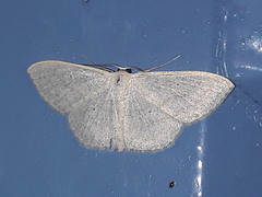 Scopula