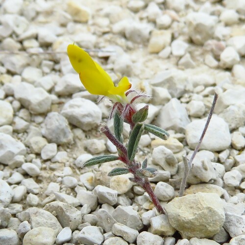 Image of Dalea hallii by (c) Annika Lindqvist, some rights reserved (CC BY)