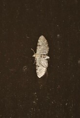 Eupithecia miserulata