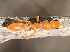 Pseudomyrmex pallidus