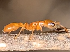 Pseudomyrmex pallidus