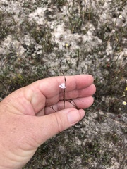 Limonium anthericoides