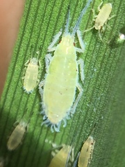 Thripsaphis foxtonensis