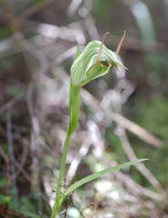 Pterostylis montana
