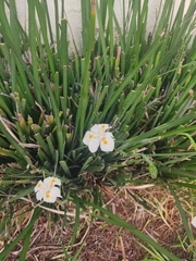 Dietes