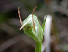 Pterostylis montana