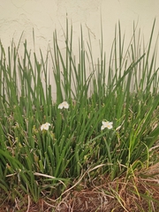 Dietes