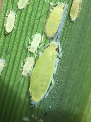 Thripsaphis foxtonensis