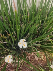 Dietes