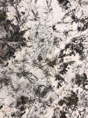 Limonium anthericoides