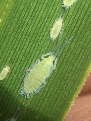 Thripsaphis foxtonensis