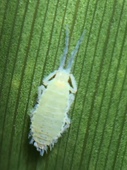 Thripsaphis foxtonensis