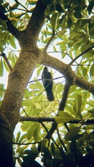 Eudynamys scolopaceus