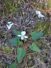 Viola lactiflora