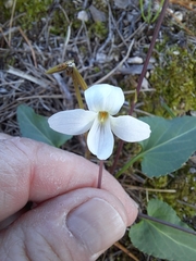 Viola lactiflora
