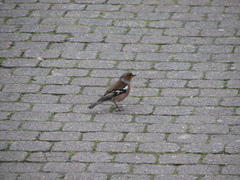 Fringilla coelebs