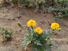 Tagetes