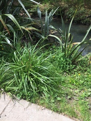 Thripsaphis foxtonensis