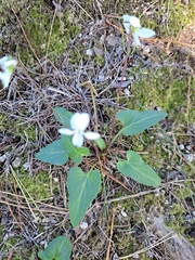 Viola lactiflora