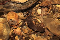 Dicamptodon aterrimus