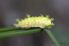 Quasithosea obliquistriga