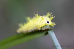 Quasithosea obliquistriga