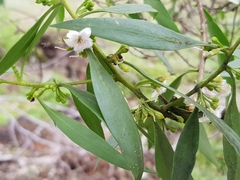 Myoporum montanum