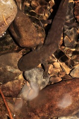 Dicamptodon aterrimus