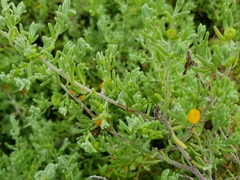 Enchylaena tomentosa