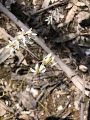 Caladenia cucullata