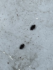 Aphis fabae