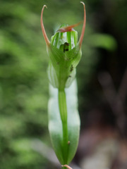Pterostylis auriculata