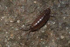 Chaetophiloscia sicula