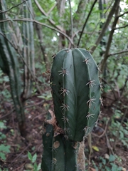 Stenocereus laevigatus